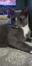 Lost Male Cat last seen Beechwood Road between Broad St and Doney, Whitehall, OH 43213