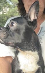 Found/Stray Male Dog last seen Highway 378 at I-20, Lexington, SC 29072