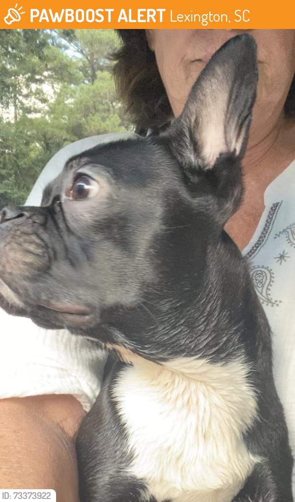 Found/Stray Male Dog last seen Highway 378 at I-20, Lexington, SC 29072