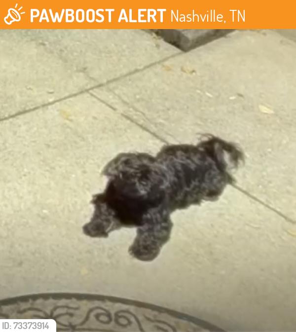 Found/Stray Unknown Dog last seen Willow pointe Apts, Nashville, TN 37013