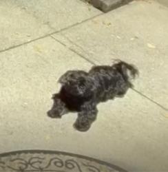 Found/Stray Unknown Dog last seen Willow pointe Apts, Nashville, TN 37013