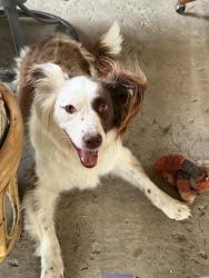 Reunited Female Dog last seen Lower gold camp road and s 21st st, Colorado Springs, CO 80905