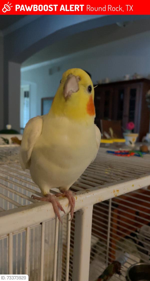 Lost Male Bird last seen Sendero Springs, Brushy Creek, Round Rock TX, Round Rock, TX 78681