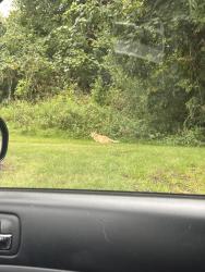 Found/Stray Unknown Cat last seen after pillar dr, towards the front of forest glen, Carnot-Moon, PA 15108