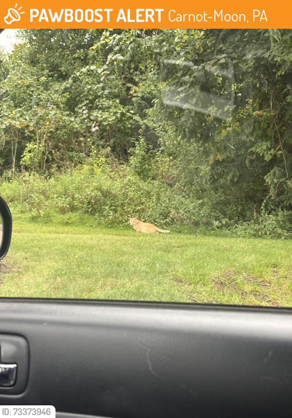 Found/Stray Unknown Cat last seen after pillar dr, towards the front of forest glen, Carnot-Moon, PA 15108