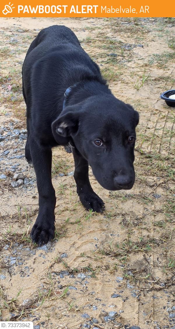 Found/Stray Male Dog last seen Chicot rd., Mabelvale, AR 72103