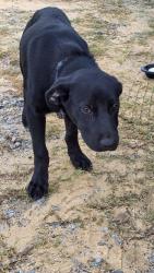 Found/Stray Male Dog last seen Chicot rd., Mabelvale, AR 72103