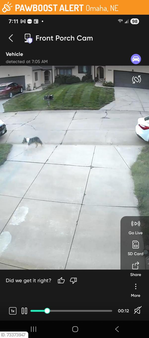 Found/Stray Unknown Dog last seen 108th and Fort area, Omaha, NE 68164