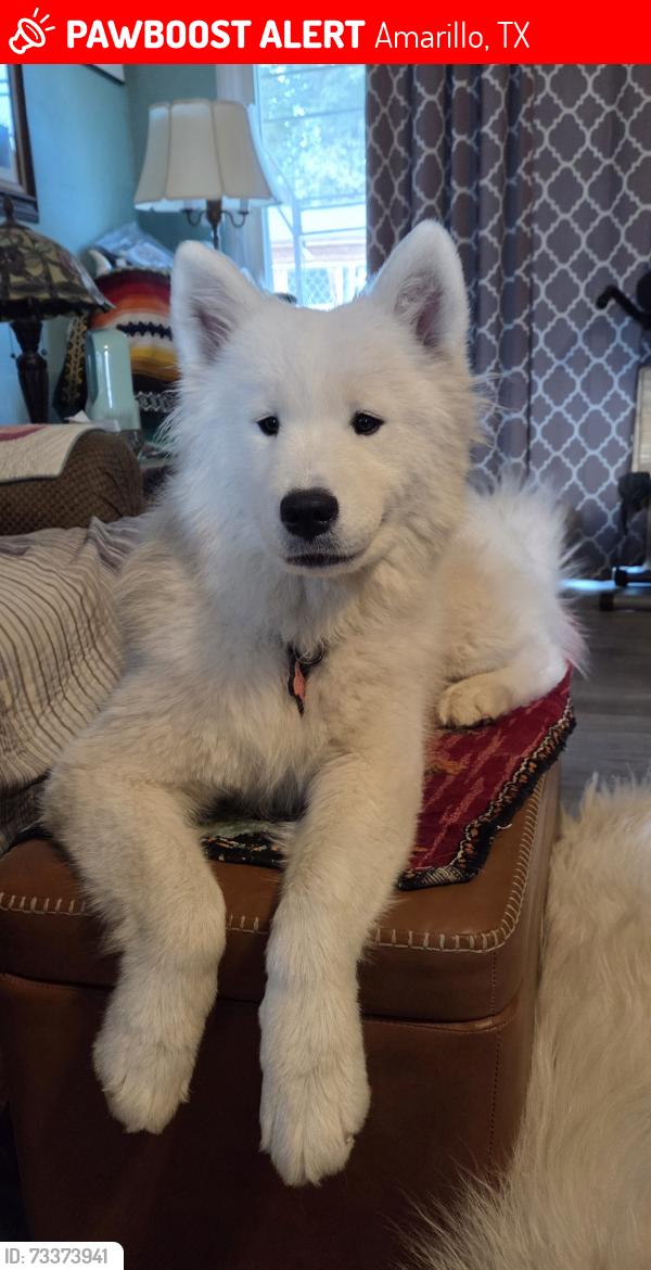 Lost Female Dog last seen Civic Center, Amarillo, TX 79101