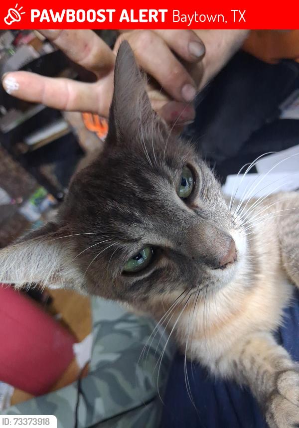 Lost Female Cat last seen Transport dr, Baytown, TX 77523