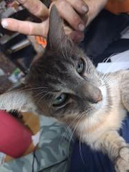 Lost Female Cat last seen Transport dr, Baytown, TX 77523