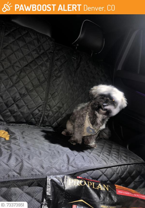 Found/Stray Male Dog last seen 49th and tower, Denver, CO 80249