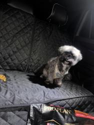 Found/Stray Male Dog last seen 49th and tower, Denver, CO 80249