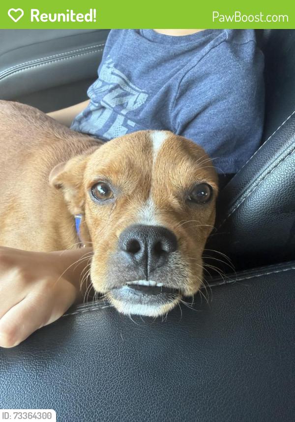 Reunited Male Dog last seen Larkwood, Houston, TX 77074