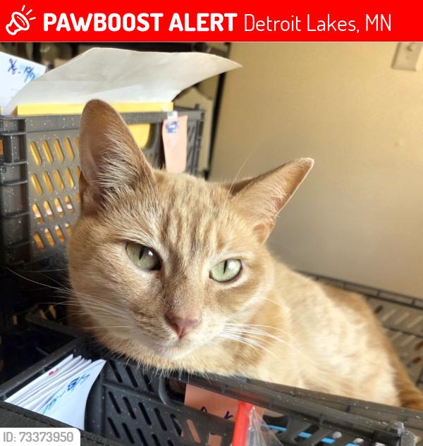 Lost Female Cat last seen Pelican River Rd, close to Hwy 34 and M-State. NE corner of Detroit Lakes., Detroit Lakes, MN 56501