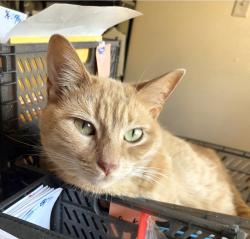 Lost Female Cat last seen Pelican River Rd, close to Hwy 34 and M-State. NE corner of Detroit Lakes., Detroit Lakes, MN 56501