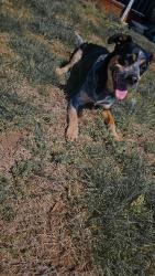 Lost Female Dog last seen Southern states, Reidsville, NC 27320