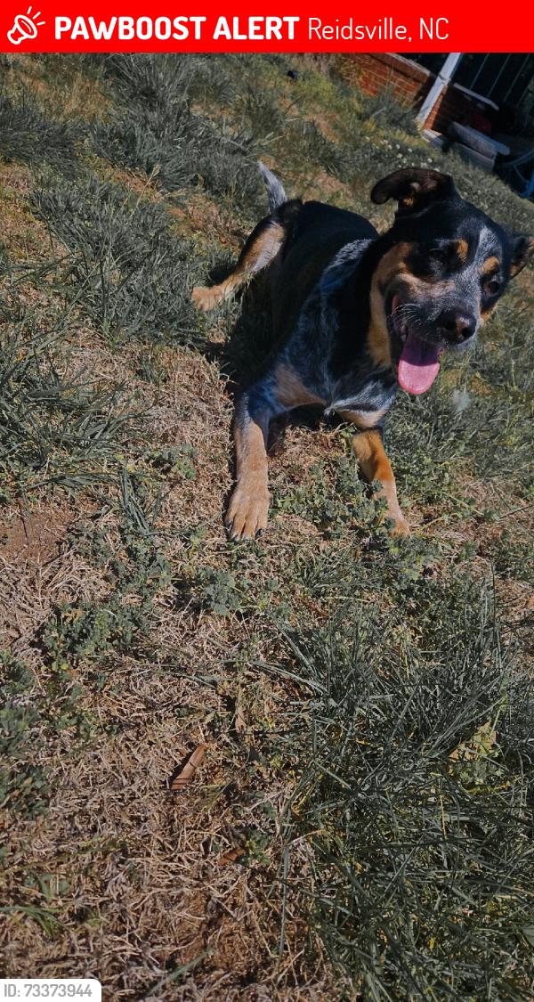 Lost Female Dog last seen Southern states, Reidsville, NC 27320