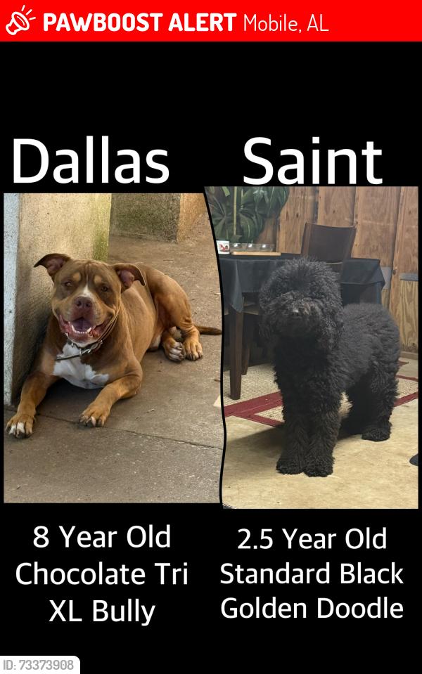 Lost Male Dog last seen Cottage Hill and South University, Mobile, AL 36609