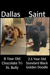 Lost Male Dog last seen Cottage Hill and South University, Mobile, AL 36609