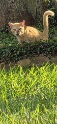 Lost Male Cat last seen Flemington Ave and Langham Dr, Houston, TX 77084