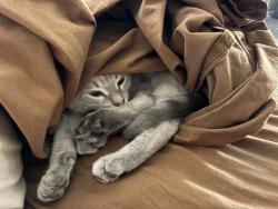 Lost Male Cat last seen Near Ember St, Denver CO 80221, Denver, CO 80221