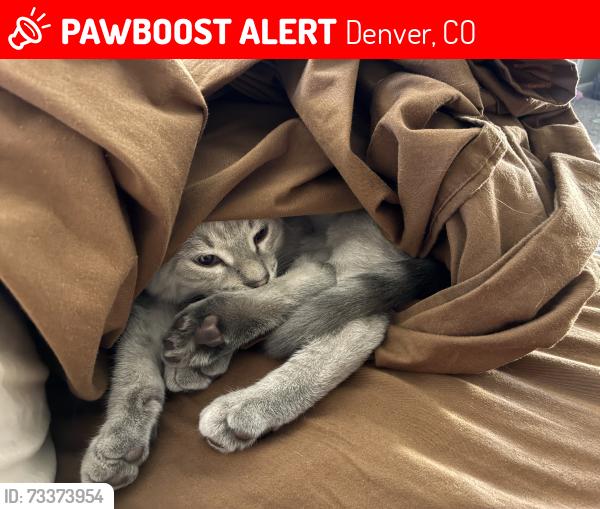 Lost Male Cat last seen Near Ember St, Denver CO 80221, Denver, CO 80221