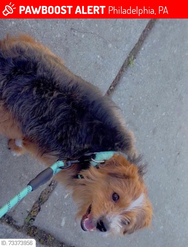 Lost Male Dog last seen Save A lot, Philadelphia, PA 19143