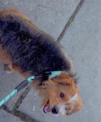 Lost Male Dog last seen Save A lot, Philadelphia, PA 19143