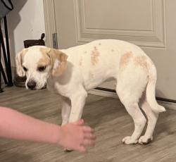 Found/Stray Male Dog last seen Clear Creek Rd, Hendersonville, NC 28792