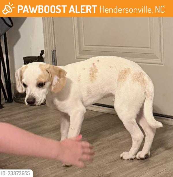 Found/Stray Male Dog last seen Clear Creek Rd, Hendersonville, NC 28792