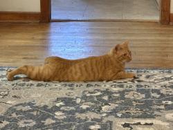 Lost Male Cat last seen Chesser-Boyer & Wesley St 76111, Bonnie Brae Park, Fort Worth, TX 76111