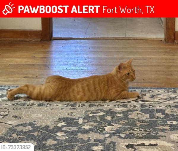 Lost Male Cat last seen Chesser-Boyer & Wesley St 76111, Bonnie Brae Park, Fort Worth, TX 76111