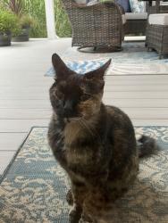 Found/Stray Unknown Cat last seen Burdock Lane, Buncombe County, NC 28704