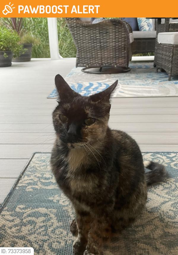 Found/Stray Unknown Cat last seen Burdock Lane, Buncombe County, NC 28704