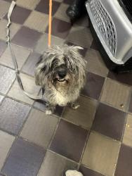 Shelter Stray Male Dog last seen Near Park Avenue, BRONX, NY, 10451, 326 E 110th St, New York, NY 10029, USA