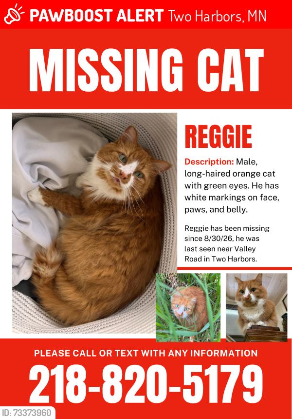 Lost Male Cat last seen Valley Road, Two Harbors, MN 55616