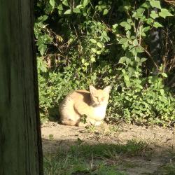 Found/Stray Unknown Cat last seen Warwick Rd, Hi-Nella, NJ 08084