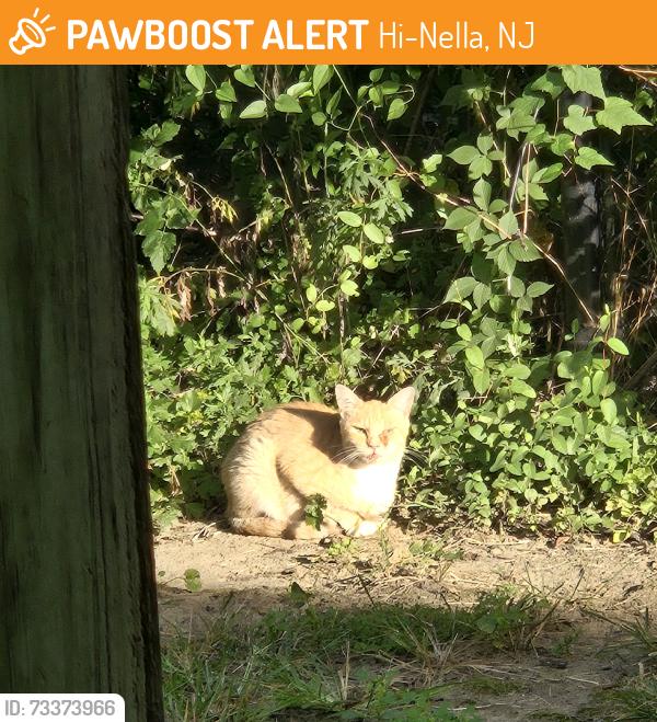 Found/Stray Unknown Cat last seen Warwick Rd, Hi-Nella, NJ 08084