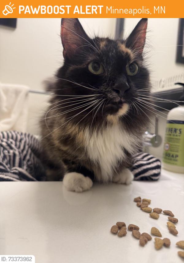 Found/Stray Unknown Cat last seen Near & humboldt. near hennepin., Minneapolis, MN 55405
