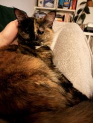 Lost Female Cat last seen Westover Road Bristol, Bristol City, England BS9 3LT