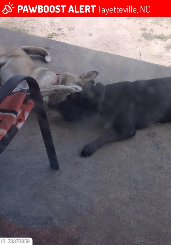 Lost Male Dog last seen Sherman dr and Blake st, Fayetteville, NC 28301
