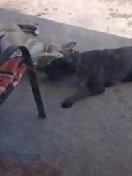 Lost Male Dog last seen Sherman dr and Blake st, Fayetteville, NC 28301