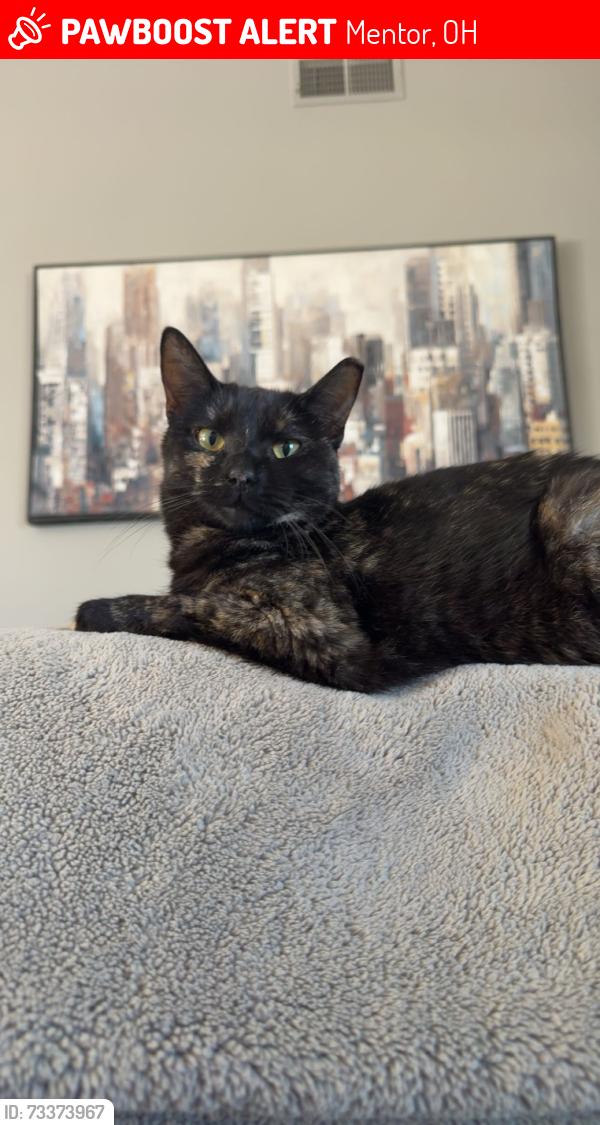 Lost Female Cat last seen reynolds rd and Bellflower, Mentor, OH 44060