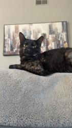 Lost Female Cat last seen reynolds rd and Bellflower, Mentor, OH 44060