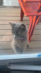 Found/Stray Unknown Cat last seen Near Ashwood, Rochester, NY 14609