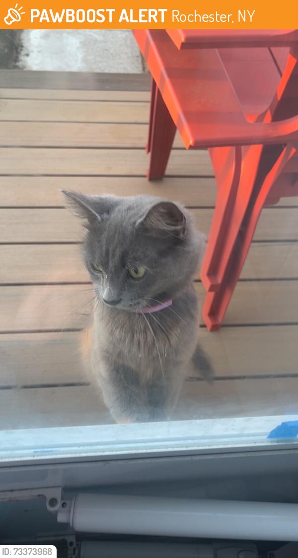 Found/Stray Unknown Cat last seen Near Ashwood, Rochester, NY 14609