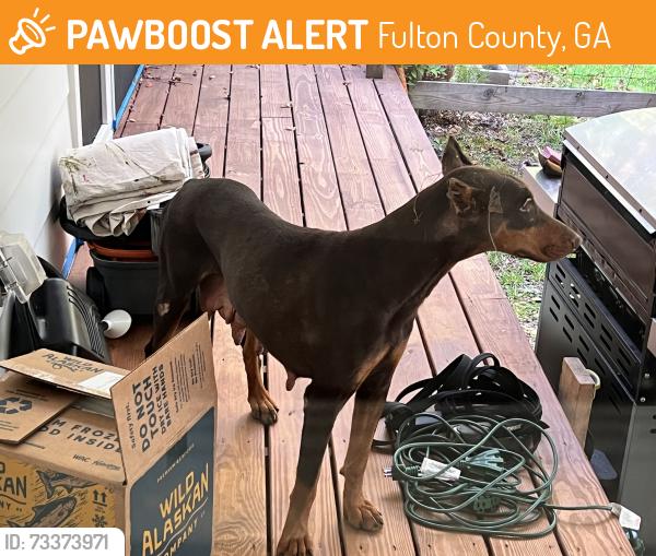 Found/Stray Female Dog last seen Rivertown Road near Duncan Park, Fulton County, GA 30213