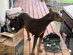 Found/Stray Female Dog last seen Rivertown Road near Duncan Park, Fulton County, GA 30213