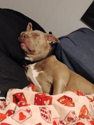 Lost Male Dog last seen County road 71 and 364 centre, al, Centre, AL 35960